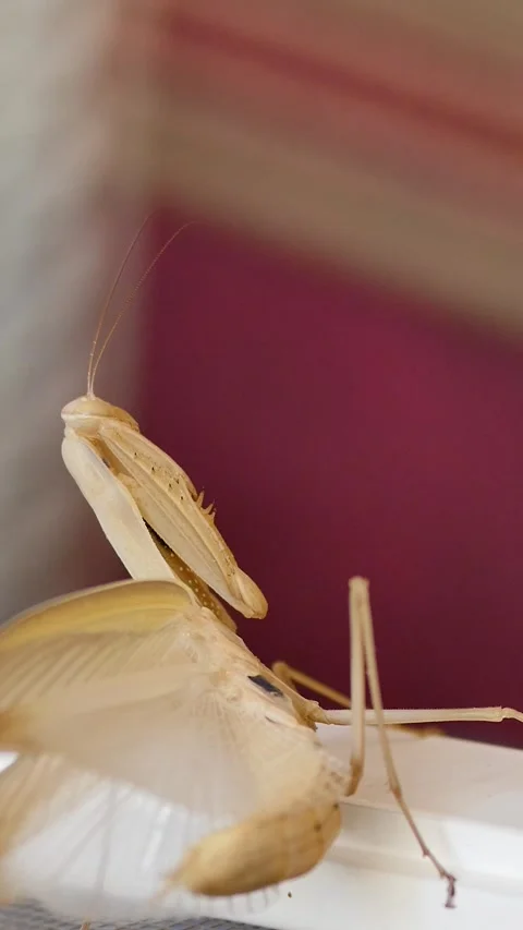 Macro vertical video of a large pregnant mantis in a combat stance, tracking Video stock 334340679