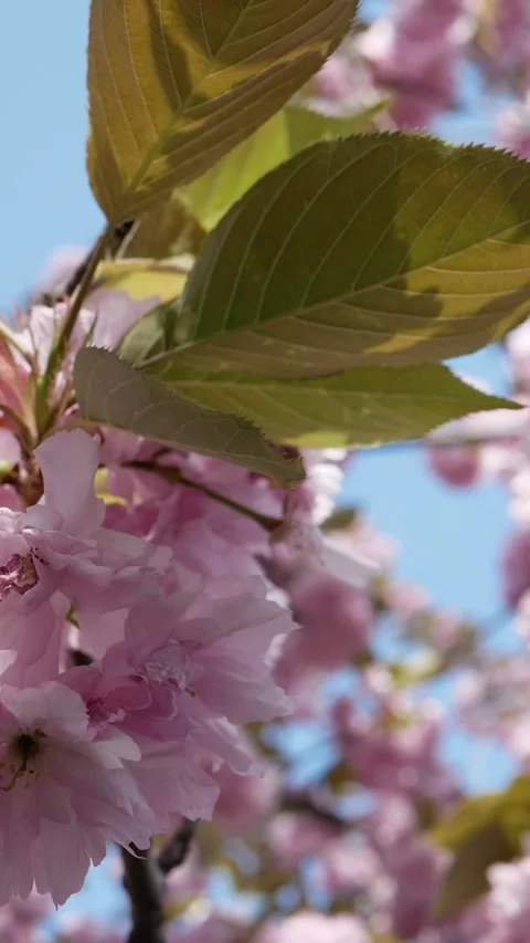 Macro vertical view of cherry blossom flowers on a branch Stock Footage 333780161