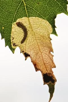Macro vertical view of a leafminer larva pocket Stock Photos
