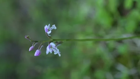 Macro vertical view of a single delicate wild orchid moving slowly in the wind. Stock Footage 132913247