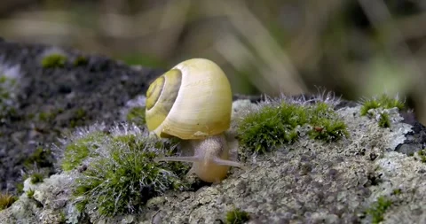 Macro of a very small snail eating lichen Stock-Footage 243702096