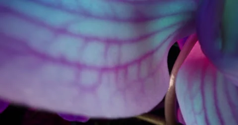 Macro Vibrant Flower Stock Footage 337141992