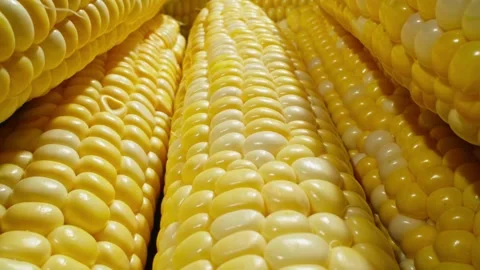 Macro of vibrant, golden corn cobs stacked in abundance. Advertising footage. Video stock 282355095