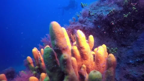 Macro video about marine sponge underwater on bottom of volcanic origin in Stockbeeldmateriaal 139329947