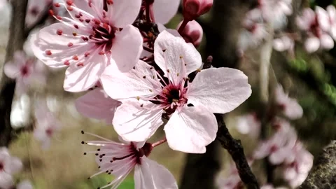 A macro video of an almond tree. Stockbeeldmateriaal 235172876
