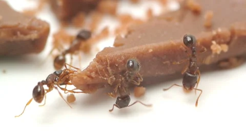 Macro video of an ant eating chocolate Video stock 45855619