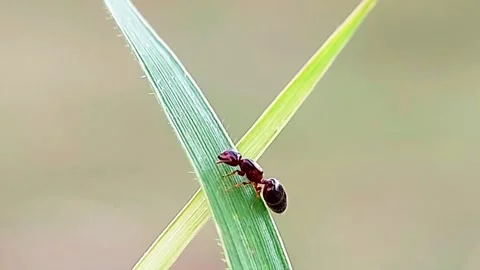 Macro Video of Ant Walking on Grass Blade for Nature Documentary Stock Footage 346021106