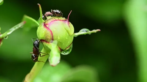 Macro video of ants feeding on a spring peony flower.   Stock Footage 155448961