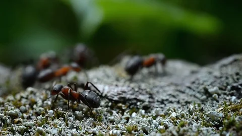 Macro video of ants running through moss and carrying construction materials Stock Footage 119539086