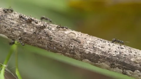 Macro video of the ants walking on the branch Stock Footage 276683498