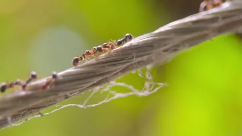 Macro video of the ants walking on the rope. Stock Footage 276683185