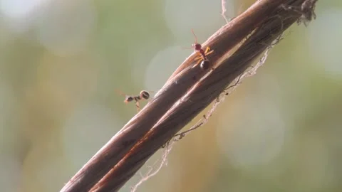 Macro video of the ants walking on the rope. 動画素材 276683211
