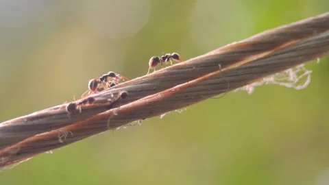 Macro video of the ants walking on the rope. 動画素材 276683338