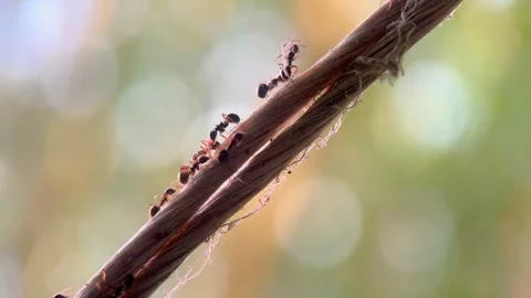 Macro video of the ants walking on the rope. Stock Footage 276683371