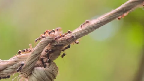 Macro video of the ants walking on the rope. 動画素材 276683414