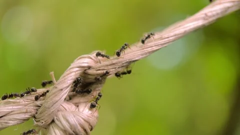 Macro video of the ants walking on the rope. Stock Footage 276683531
