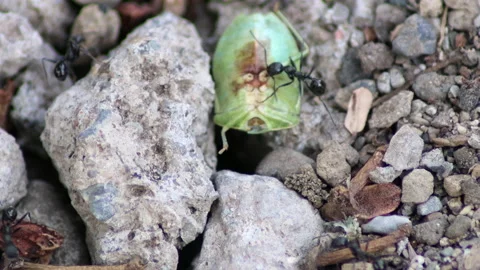 Macro video of ants at work - 4K - ProRes Stock Footage 159475516