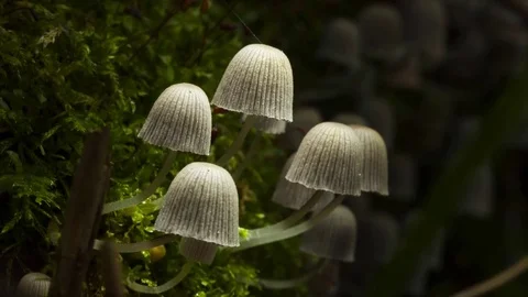 Macro video of approximation of the fungus Stock-Footage 74331356