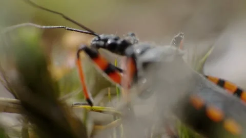 Macro video of Assassin bug 4K Stock Footage 156525507