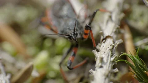 Macro video of Assassin bug in nature 4K Stock Footage 156522455