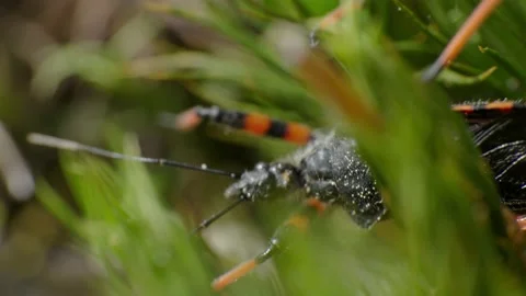 Macro video of Assassin bug passing by 4K Stock Footage 156525025