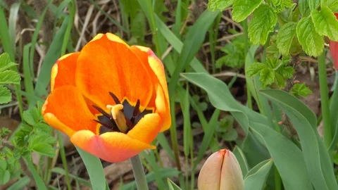 Macro video of a beautiful orange Tulip in the afternoon Stock Footage 89970943