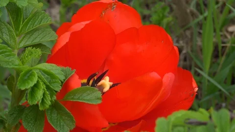 Macro video of a beautiful red Tulip in the afternoon Stock Footage 89970412