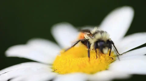 Macro Video of a Bee on a Beautiful Daisy Flower Stock Footage 35063171