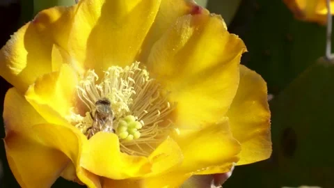 Macro video of a bee collecting pollen and nectar inside an orange cactus f.. Stock Footage 256696940