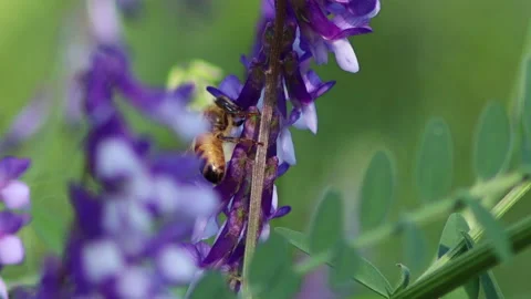 Macro video of a bee on the flower - 4K - ProRes Stock Footage 154794619