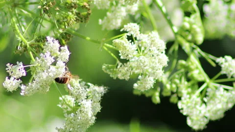 Macro video bee at work - 4K - ProRes Vídeos de archivo 151899571