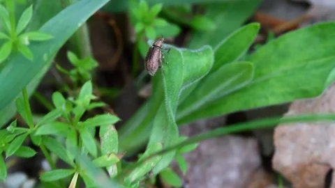 Macro video of beetle Stock Footage 121208876