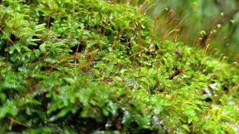 Macro Video of Black Ant Crawling on Green Moss with Water Droplets Vídeos de archivo 332209214