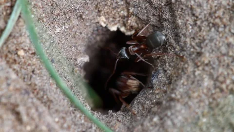 Macro video of black ants Video stock 121208902