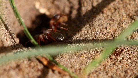 Macro video of black ants Stock-Footage 121208938