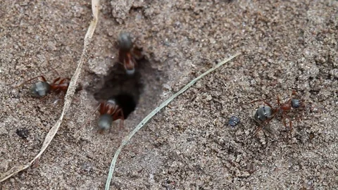 Macro video of black ants Stock Footage 121208941