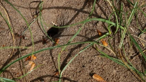 Macro video of black ants Vídeo Stock 121209058