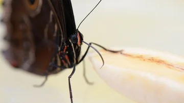 Macro video of Blue Morpho butterfly eating Stock Footage 85624889
