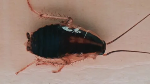 Macro video of brown cockroach crawling on light surface showing insect ant.. Stock Footage 339791482