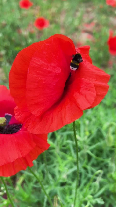 Macro video of a bumblebee pollinating a vibrant red poppy flower. Video stock 339089156