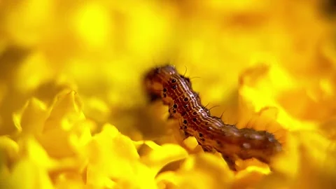 Macro video of a caterpillar moving in a big marigold flower Stock Footage 265138428