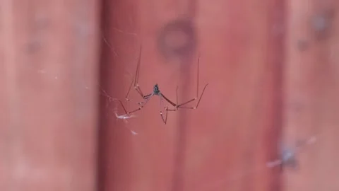 Macro video of a cellar spider waiting on delicate web Stock Footage 345167535