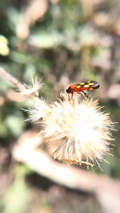Macro video of Cercopis vulnerata sitting on a wildflower. Stock Footage 334972028