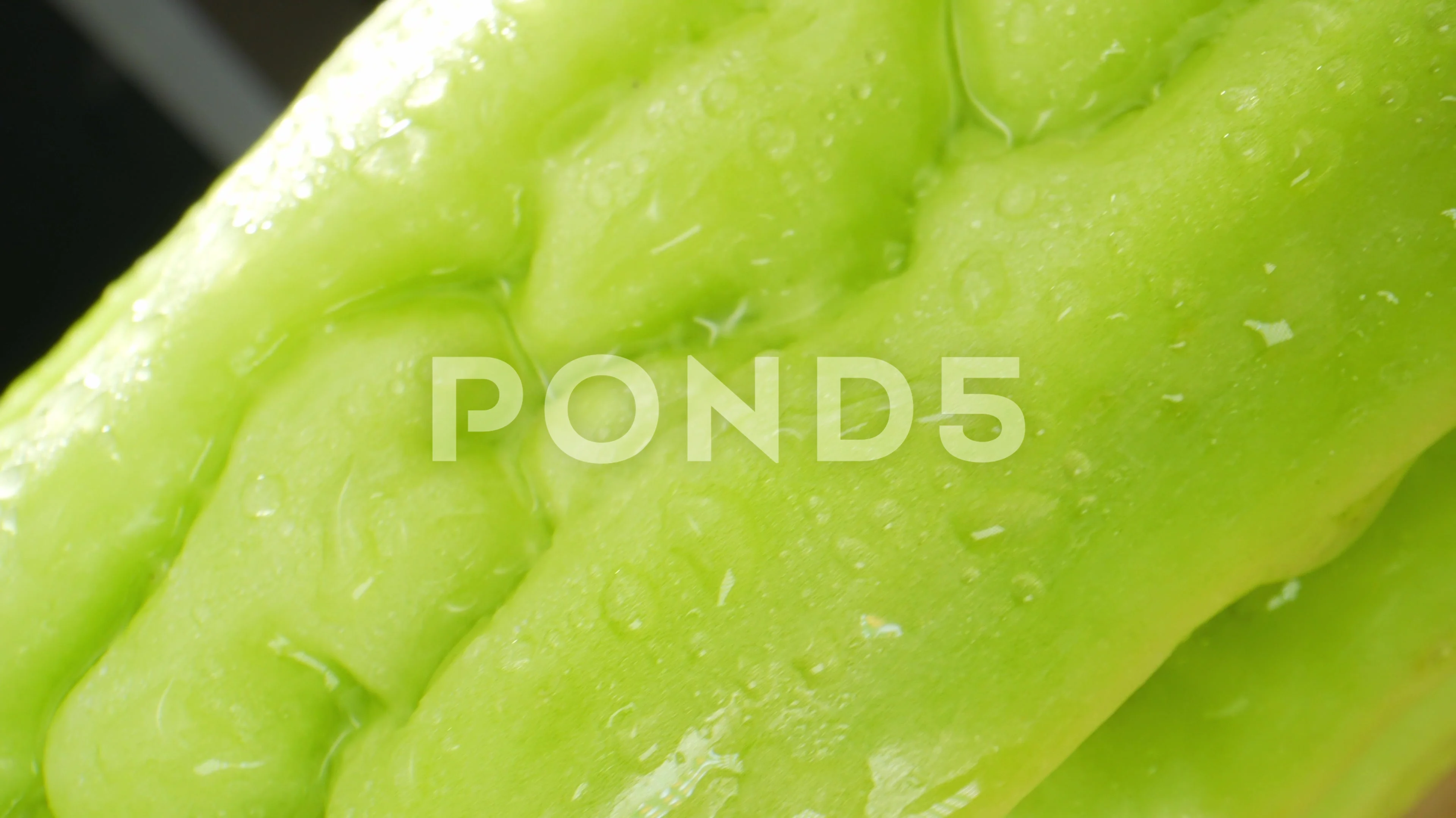 In a macro video, Chinese Bitter Gourd g... | Stock Video | Pond5