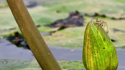 Macro Video Clip of Wolf Spider Traversing Closed Lily Flower Bud Stock Footage 348442063