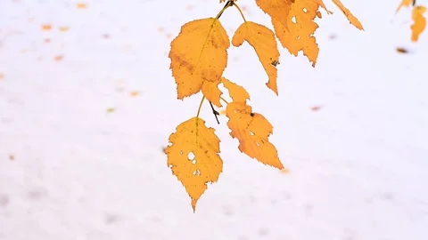 Macro video closeup of decaying orange autumn leaves blowing lightly Stock Footage 118084045