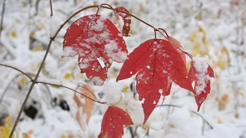 Macro video closeup of decaying yellow and green autumn leaves blowing lightly Stock Footage 118084883