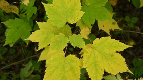 Macro video closeup of a few bright yellow and green Mountain Maple leaves  Stock Footage 139212355