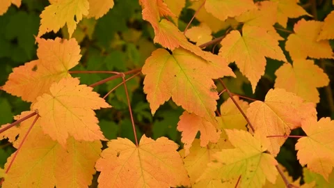 Macro video closeup of a few bright orange and yellow and Mountain Maple Stock Footage 139285139