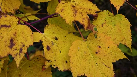 Macro video closeup of a few bright orange, yellow and green Stock Footage 139691399